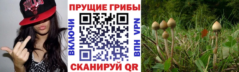 Галлюциногенные грибы Psilocybine cubensis  blacksprut tor  Минеральные Воды 
